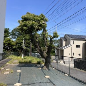 樹木調査