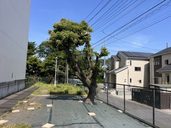 樹木調査
